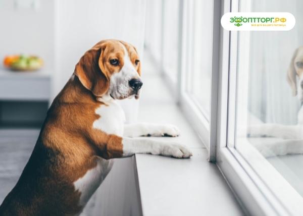 Стресс у собак: причины, симптомы, профилактика