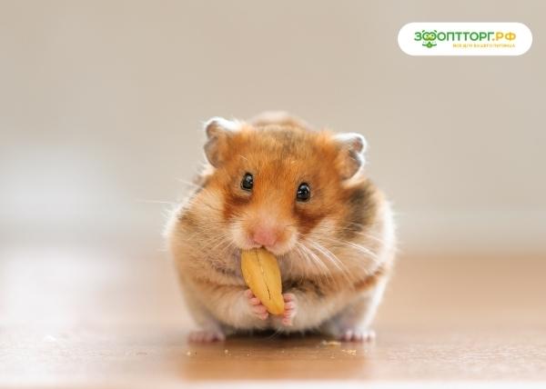 Особенности кормления хомяков