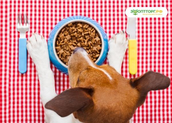Корм для собак: отвечаем на самые популярные вопросы