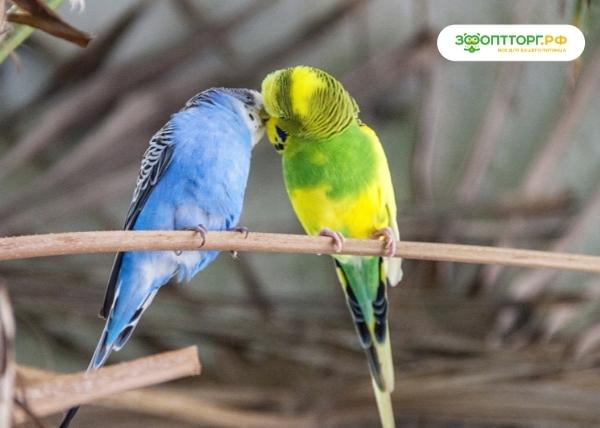 Корм для попугаев: делаем правильный выбор