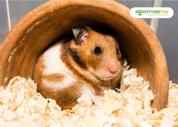 Что можно хомякам: составляем рацион