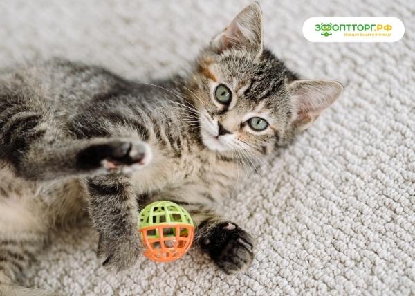 Играем с кошкой