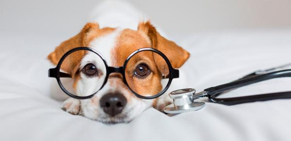 Что делать, если питомца укусил клещ?