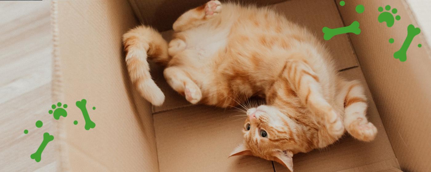 Кошки и коробки: 5 причин странной любви