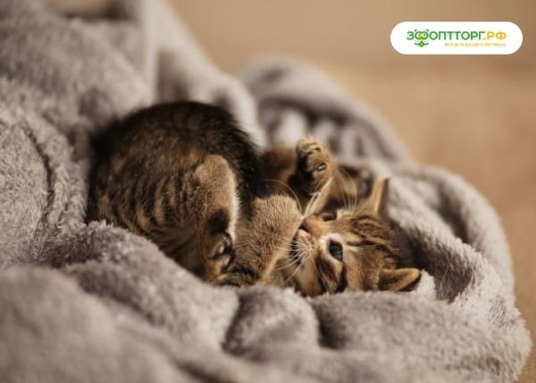 Кошка из приюта: советы по адаптации