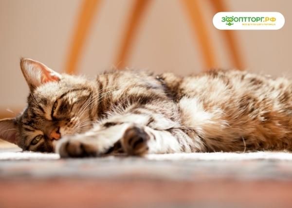 Лечение кошек в домашних условиях