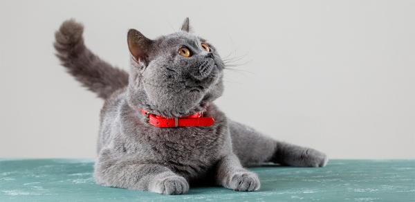 Чем опасны паразиты для кошек и собак?