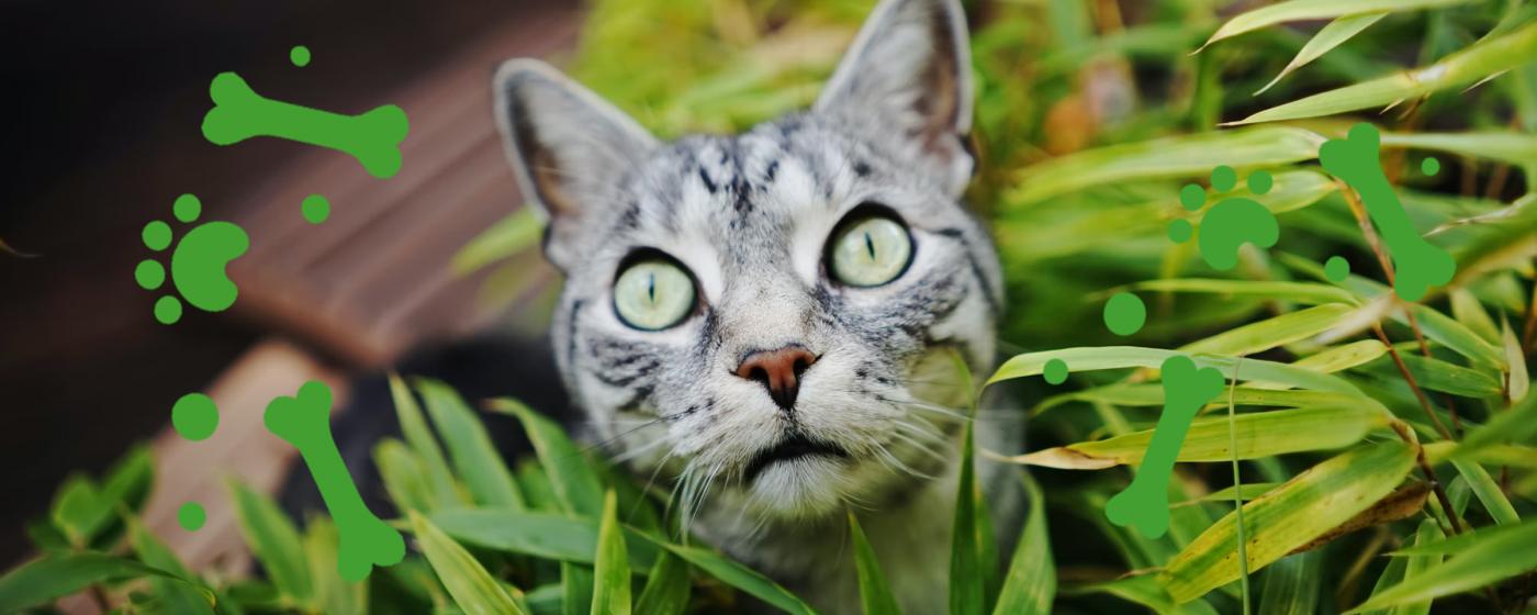 Опасные домашние растения для кошек