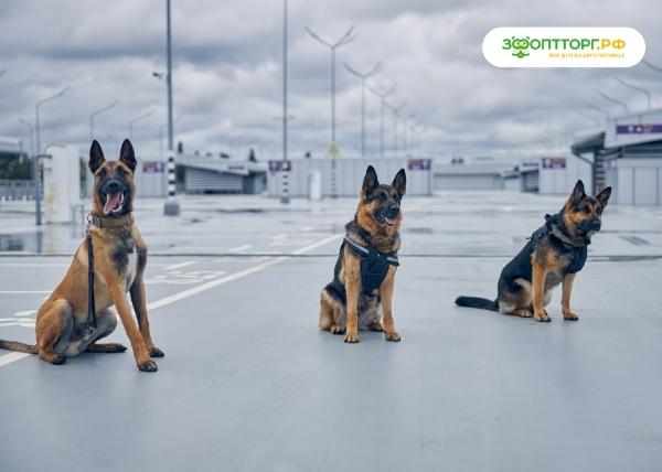 Собачья работа: главные профессии собак