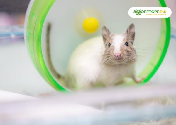 Белка дегу: уход и содержание