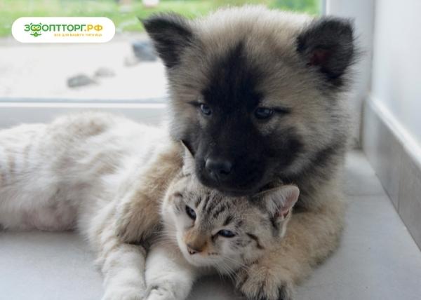 Гипоаллергенные домашние животные