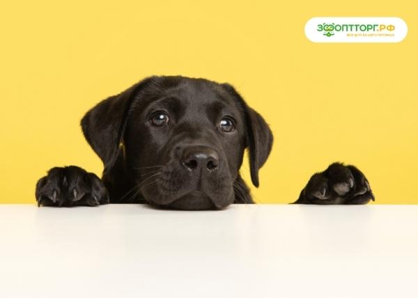 Лучший друг — лабрадор