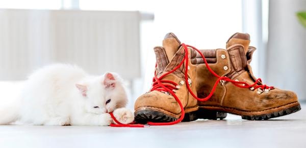 Что вы, откуда блохи?! Она у нас домашняя!