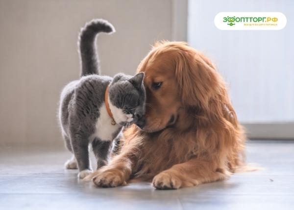 Как подружить кошку с собакой