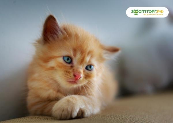 Как ухаживать за котёнком?