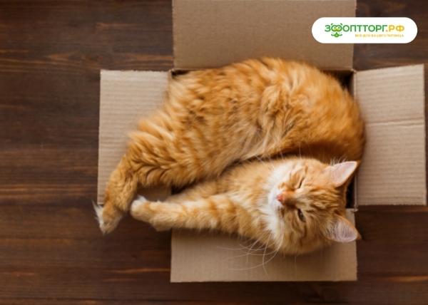 Кошки и коробки: 5 причин странной любви