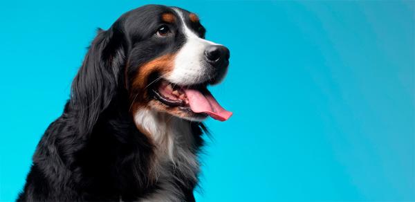 Средство от клещей: выбираем защиту для кошки и собаки