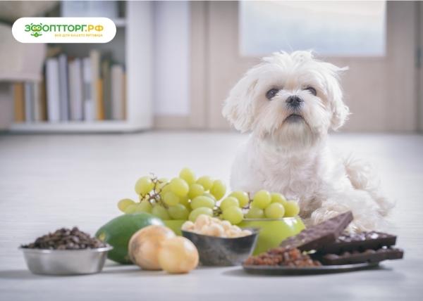 Опасные продукты для собак
