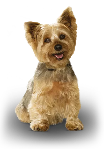adult dog