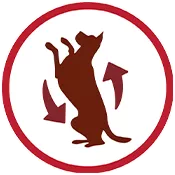 dog activity icon