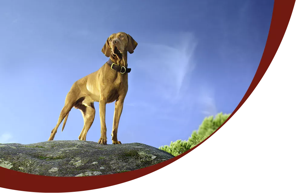header dog pix
