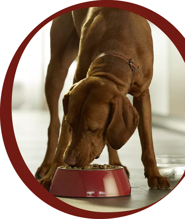dog near bowl