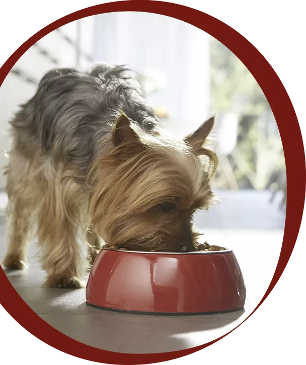 small dog near bowl