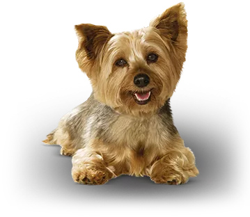 delicate dog
