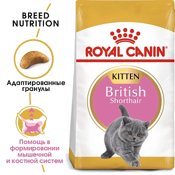 Royal Canin British Shorthair Kitten для котят британской короткошерстной породы