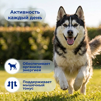 Jarvi сухой полнорационный корм для взрослых собак средних и крупных пород