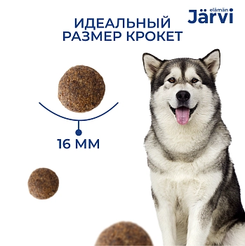 Jarvi сухой полнорационный корм для взрослых собак средних и крупных пород