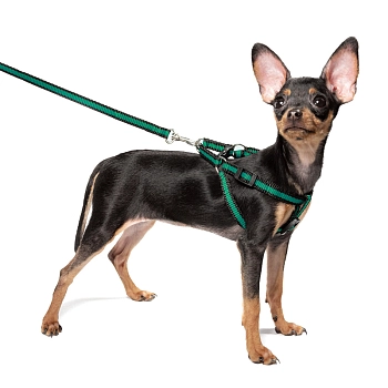 Гамма комплект шлейка и поводок для щенка "Мегаполис"