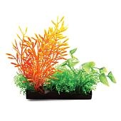 Laguna Растения композиция